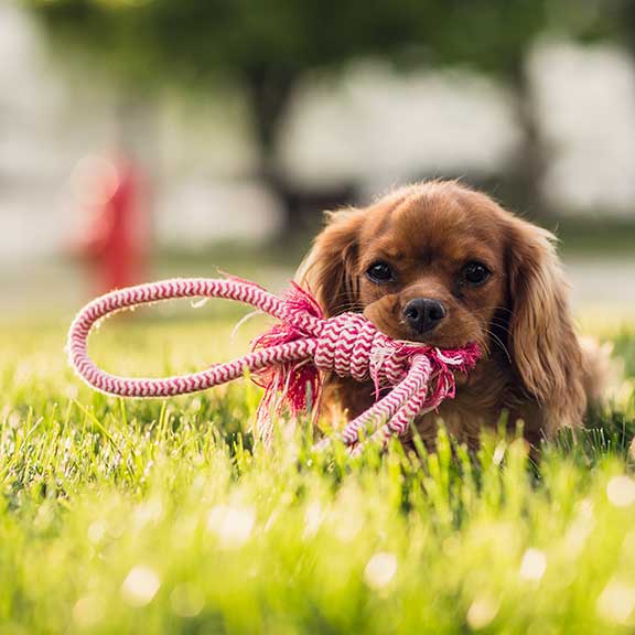 Dog holding rope