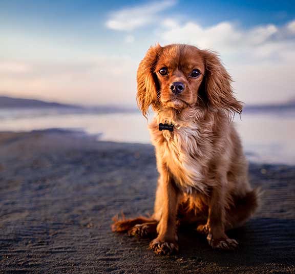 Dog on beach